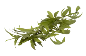 Estragon mexicain 30g pièce